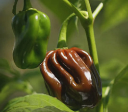 Habanero - Chocolate