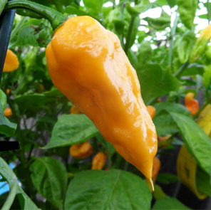 Ghost Pepper - Yellow