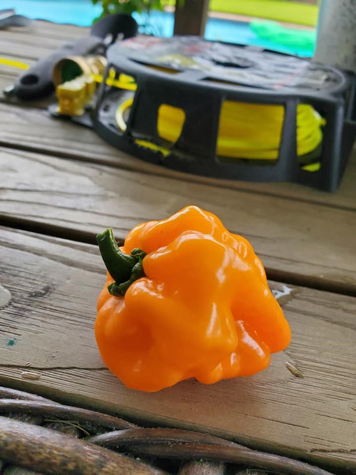 Habanero