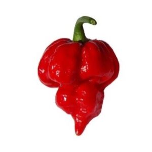 Trinidad Scorpion